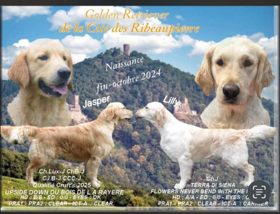 De La Cité Des Ribeaupierre - Golden Retriever - Portée née le 28/10/2024